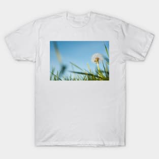 Dandelion in field. T-Shirt